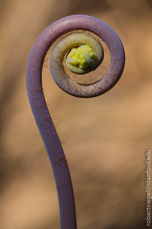 purple fiddlehead